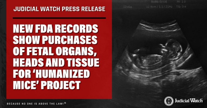 Judicial Watch: Neue FDA-Aufzeichnungen zeigen Käufe von fötalen Organen, Köpfen und Gewebe für das Projekt „Humanisierte Mäuse“